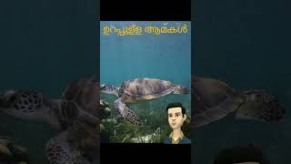 എന്നേക്കും ജീവിക്കാൻ കഴിയുന്ന അനശ്വര മൃഗങ്ങൾ | Immortal Animals That Can Live Forever | Subscribe |