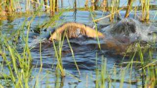 Common Snapping Turtles Fight