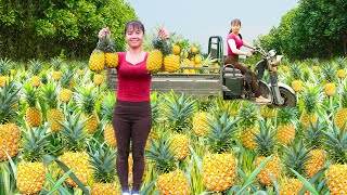 Harvesting Pineapples With A 3-Wheeled Vehicle Goes To The Countryside Market Sell - Cooking Dinner