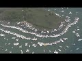 Thousands gather on Lake St. Clair for Jobbie Nooner