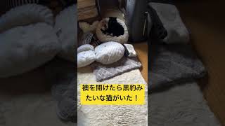 【ギャップ萌え】襖を開けた瞬間、黒豹風元野良猫の反応が可愛すぎた！