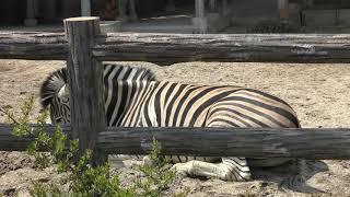 チャップマンシマウマ (東山動植物園) 2019年4月2日