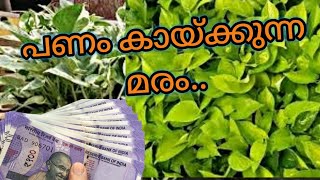 This Plant Will Bring You Money | Reality | പണം കായ്ക്കും മരം..