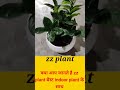 ZZ plant |best indoor plant |airpurifier plant#shorts