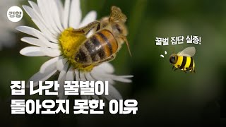 2022년 꿀벌 실종 사건의 전말🍯