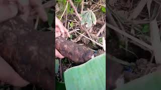 How to Harvest Root Crops ASMR #shorts #provincelife #rootcrops #harvesting #buhayprobinsya #how