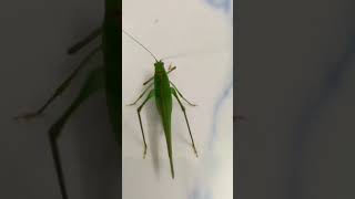 ঘাস ফড়িং #ঘাসফড়িং #grasshopper #shorts