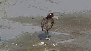 1050710板橋溼地雌彩鷸