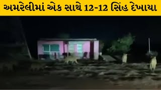 Amreli : એક સાથે 12 સાવજનું ગ્રુપ શિકારની શોધમાં બહાર આવ્યું | MantavyaNews