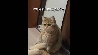 不是 你妈刚当完牛马回家 就要蛐蛐她？ 来自猫咪的控诉 猫咪 乎乎