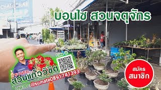 ร้านบอนไซ ที่สวนจตุจักร ใจกลางเมือง