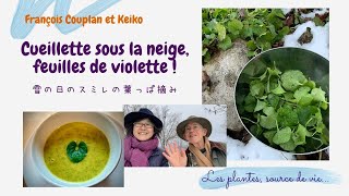 Cueillette sous la neige, feuilles de violette !  雪の日のスミレの葉っぱ摘み