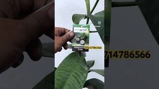 Homegrown mangosteen k100 available 8714786566 #plant #mangosteen #homegrownmangosteen #fruitplants