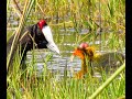 Red-Knobbed Coot Raises a 3 Day Old Chick. Birdwatching in Kenya