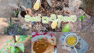 මගේ පුංචි වගාව/ නිදහස් දවසේ අපි/ day in the life #vlogger #plantcare #dayinthelife #viralvideo