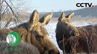 驼鹿妈妈“带娃”记！驼鹿妈妈对宝宝极为呵护，直到小驼鹿一岁左右才让它们脱离家庭 | CCTV「秘境之眼」20220620