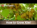 How to Grow Organic Kiwi