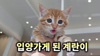 가족을 찾아 입양가게 된 계란이