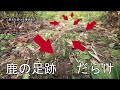 【1 3】100％捕獲する罠。設置前の３つのポイント＜鹿くくり罠＞