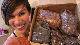 What 16 lbs of Raw Organic Dates look like