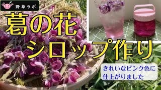 【食べられる野草】葛の花で、綺麗なピンク色のシロップ作り。秋の野草の楽しみ方。葛の花シロップ、炭酸水で割りました。