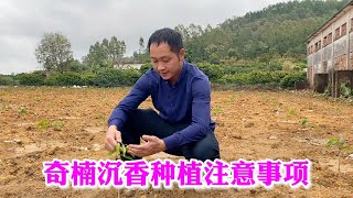 阿拉丁教你如何种植管理好奇楠沉香，三分种植七分管理