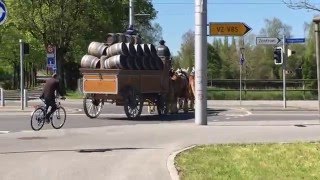 スイス発 ベルンの見本市BEAには馬もたくさん！ビールを運ぶ馬たち①【スイス情報.com】