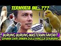 TERNYATA INI ⁉️ BURUNG MASTERAN FAVORIT NOMER 1 dari dulu yg SELALU ADA dirumah saya