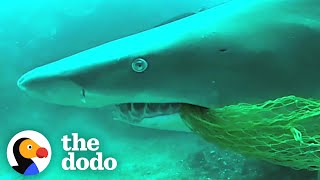 Rescued Shark Comes Back To Say Thanks | The Dodo