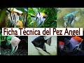 Ficha técnica de los peces ángeles y sus cuidados pterophyllum  scalare