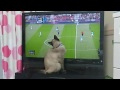 サッカー観戦する猫