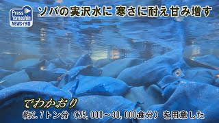 ソバの実沢水に、寒さに耐え甘み増す　山形市上宝沢