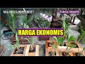 ANGGREK DENDROBIUM, Caesar white ,Mentangai, rabbit pink, sonia white #anggrek #orchid