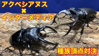 ［最強ミヤマVS最強ツヤ］アクベシアヌスミヤマクワガタVSインターメディアツヤクワガタ