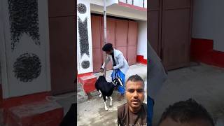 मेरी बकरी पेड़ पर चढ़ गई 😂😂 #comedy #realfools #surajroxfunnyvibeo #vikramcomedyvideo #bakari