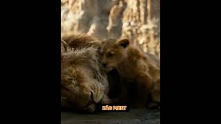 Lion King mufasa sad death scene Status| Into Your Arms 💔 | The Lion King | Simba | RÄG PØINT