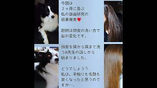 犬の毛艶と人間の毛艶実験