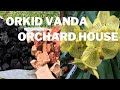 Orkid Vanda | Orchard House