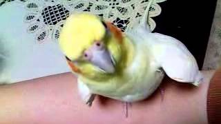 いいちこインコがひたすら見つめて来る動画