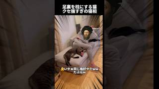 【なんなんこの寝方ww可愛い猫がパパとシンクロ率99.9%】#shorts #保護猫 #猫 #アフレコ