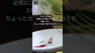 えびちゃんエサ独占事件