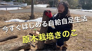 原木きのこで自給自足生活！しいたけ、ひらたけ、なめこを育てよう