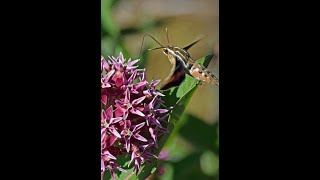 Don't Just Xeriscape - Coloradoscape with Native Plants!