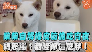 柴柴自解橡皮筋偷吃宵夜　媽怒罵：難怪你這麼胖！｜TVBS娛樂頭條@TVBSNEWS01