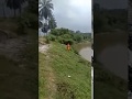 Penampakan makhluk aneh sedang menangkap ikan patin liar