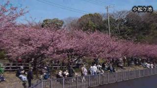 京急三浦海岸駅近くの河津桜が見頃/神奈川新聞（カナロコ）