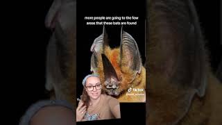 ESS Timorese Horseshoe Bat