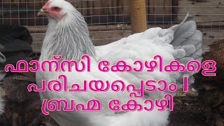 ഫാന്‍സി കോഴികളെ പരിചയപ്പെടാം |  ബ്രഹ്മ കോഴി 🔥🔥🔥 |  fancy hen Kerala pet | hen farm