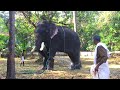 elephant and erimayur maniഎരിമയൂർ സിംഗവും പാർത്ഥസാരഥി puthrukovil parthasaradhi @nidhinmedia685