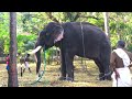 elephant and erimayur maniഎരിമയൂർ സിംഗവും പാർത്ഥസാരഥി puthrukovil parthasaradhi @nidhinmedia685